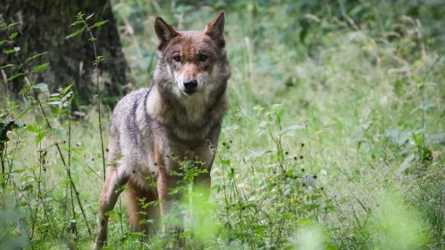 Problemtiere?: Forderung: Schutzstatus für Wölfe senken