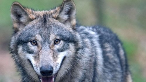 Tiere: Zahl der Wölfe in Sachsen-Anhalt steigt, aber weniger Risse