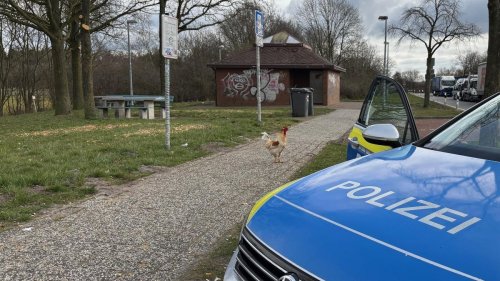 Ostfriesland: Hahn Hermann lebt auf einem Autobahnrastplatz