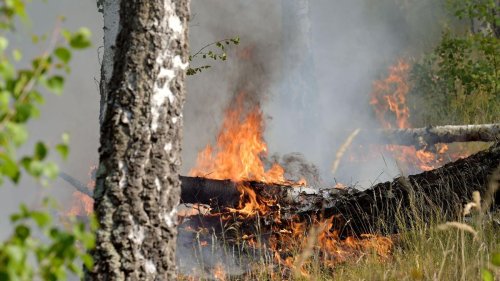 Brände: Waldbrandschutzbeauftragter: "Ich erwarte keine Entspannung"