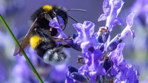 Wissenschaft für jedermann: Forschungsaufruf: Bilder von Hummeln einsenden