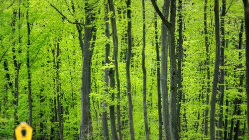 Wald: Peter Wohlleben: So entspannt man sich in schwierigen Zeiten