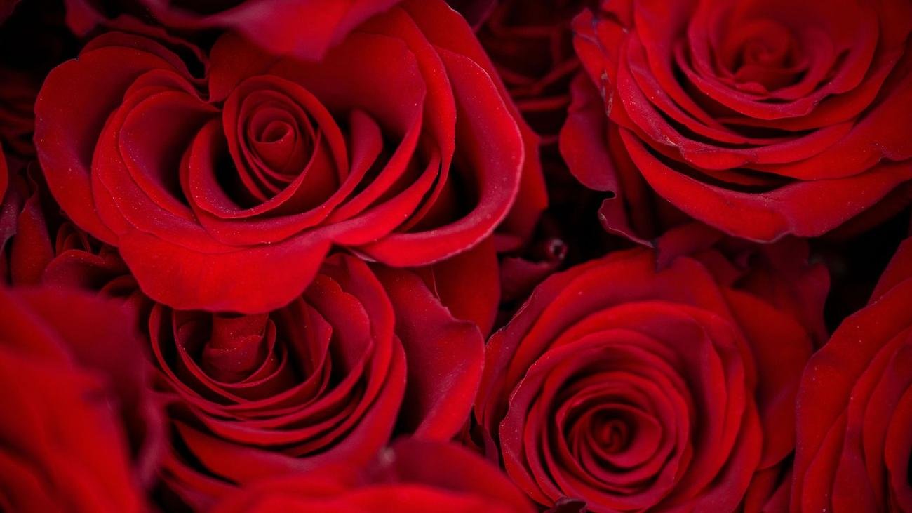 14. Februar: Welche Blumen zum Valentinstag?