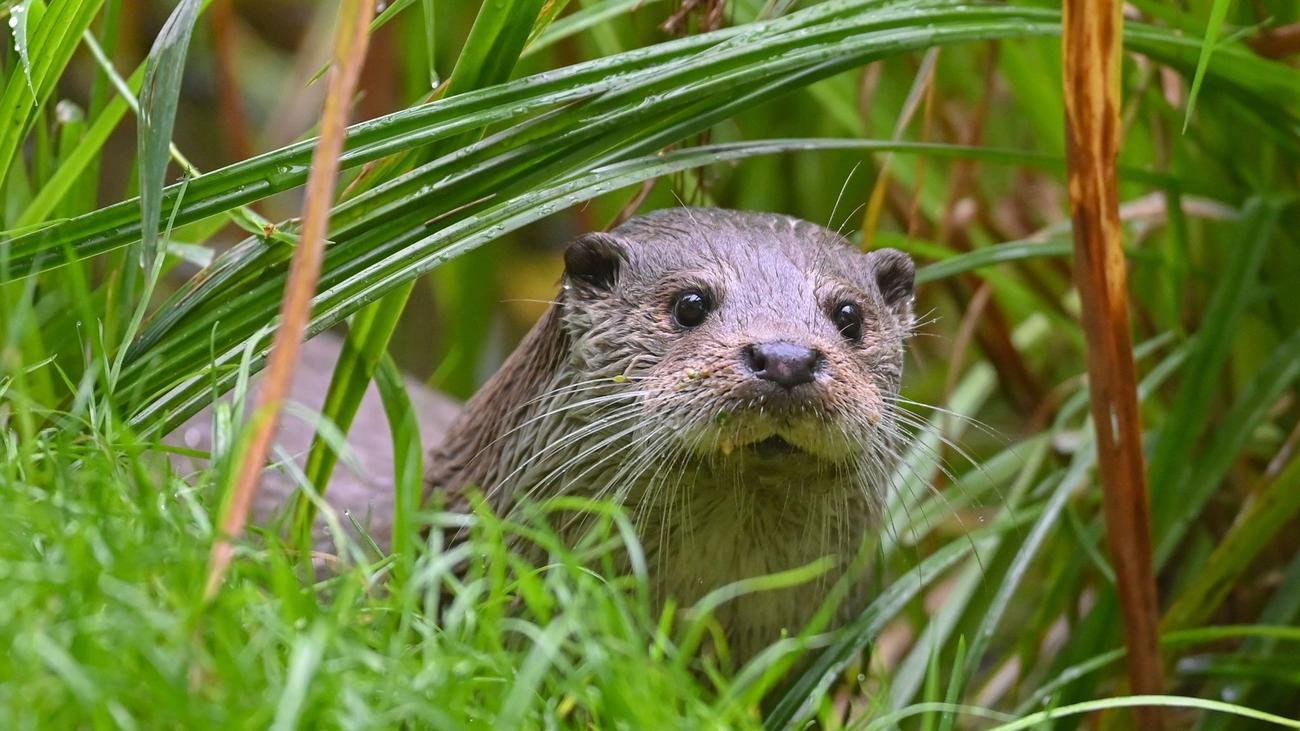 Tierschutz in Bayern: Fischotter jagen – ja oder nein?
