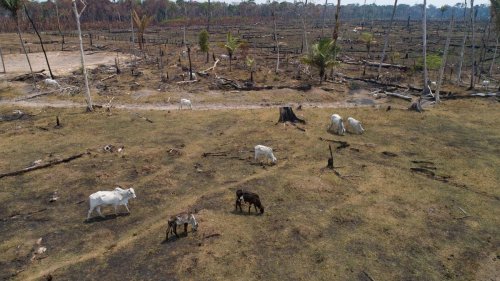 Umwelt: Bericht: Viehzucht verursacht Abholzung in Mittelamerika