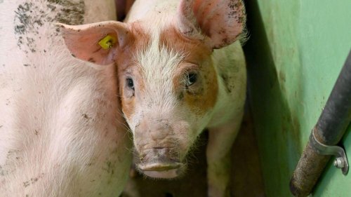 Schweinehaltung: Weniger Einschränkungen wegen Schweinepest