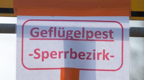 Tierseuche: Nach Geflügelpest-Fall in Franken: Vorgaben fallen bald weg