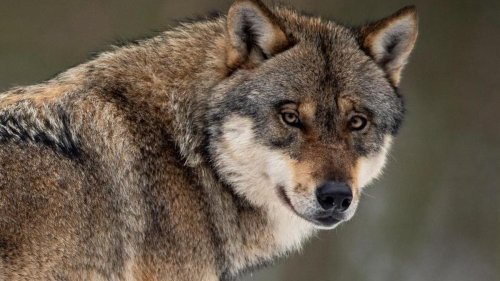 Wissenschaft: Nabu reicht Klage gegen niedersächsische Wolfsverordnung ein