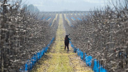 Obstbäume: Obstbauern trotz frostiger Nächte derzeit entspannt