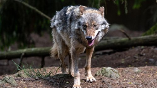 Ilm-Kreis: Ministerium: Ohrdrufer Wölfe auch in Wipfratal unterwegs