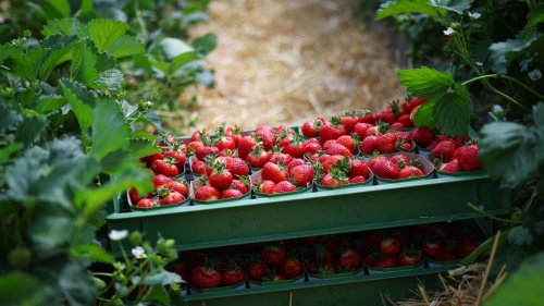 Süße Früchte: Die ersten Erdbeeren aus Schleswig-Holstein sind da