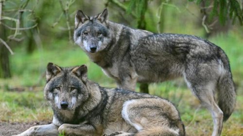 Naturschutz: Bündnis will Abschussquote für Wölfe: Ministerium dagegen