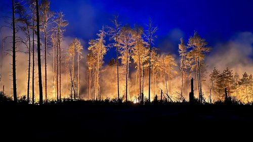 Natur: Stiftung: Waldbrand Rückschlag für Wildnis-Entwicklung