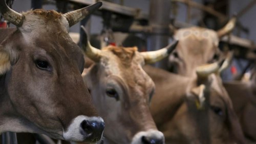 Verdacht auf Tiermisshandlung: 17 tote Tiere auf Bauernhof - Kritik an Kontrollsystem