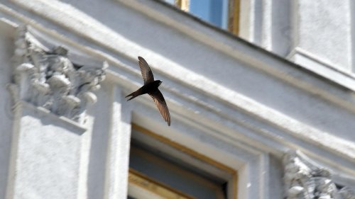 Vögel: Mauersegler nach Winterpause zurück in Hessen