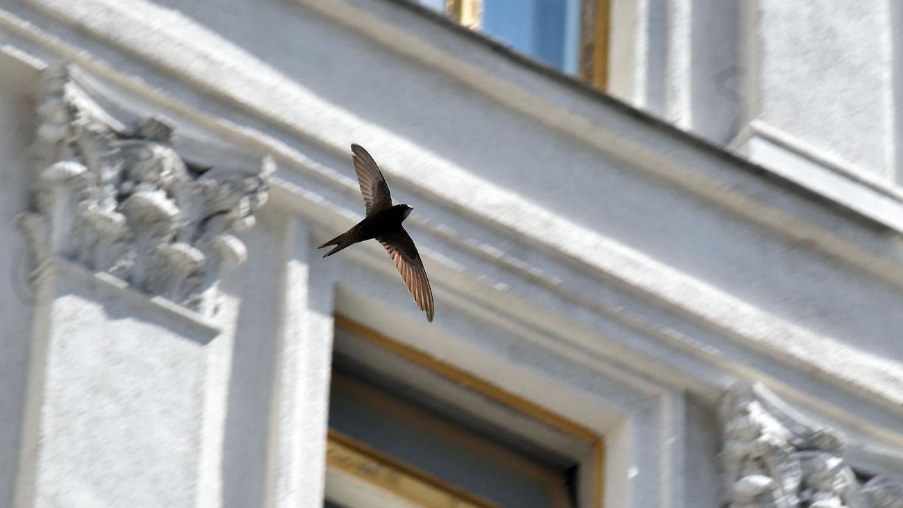 Vögel: Mauersegler nach Winterpause zurück in Hessen