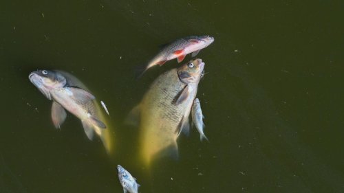 Oder-Fischsterben: Verband: Fischer sollen bis Frühjahr pausieren