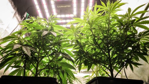 Cannabis-Legalisierung: Senat: Cannabis-Gesetz hat Rauschgifthandel nicht reduziert