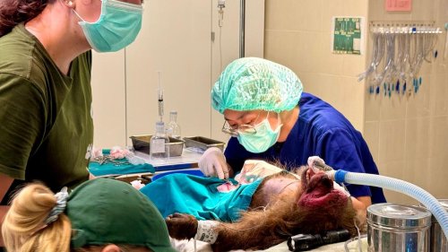 Klinik für exotische Tiere: Tiger im OP: Besuch in Thailands erstem Wildtier-Krankenhaus