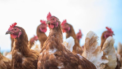 Tierschutz: Schlachthof im Verdacht - Staatsanwaltschaft ermittelt