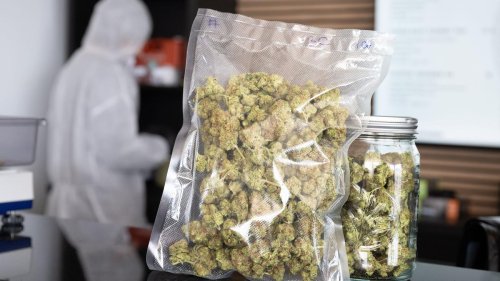 Gesellschaft: Teillegalisierung von Cannabis: Innenminister zieht Bilanz