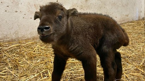 Tiere: Zoo Magdeburg freut sich über ersten Mishmi-Takin-Nachwuchs