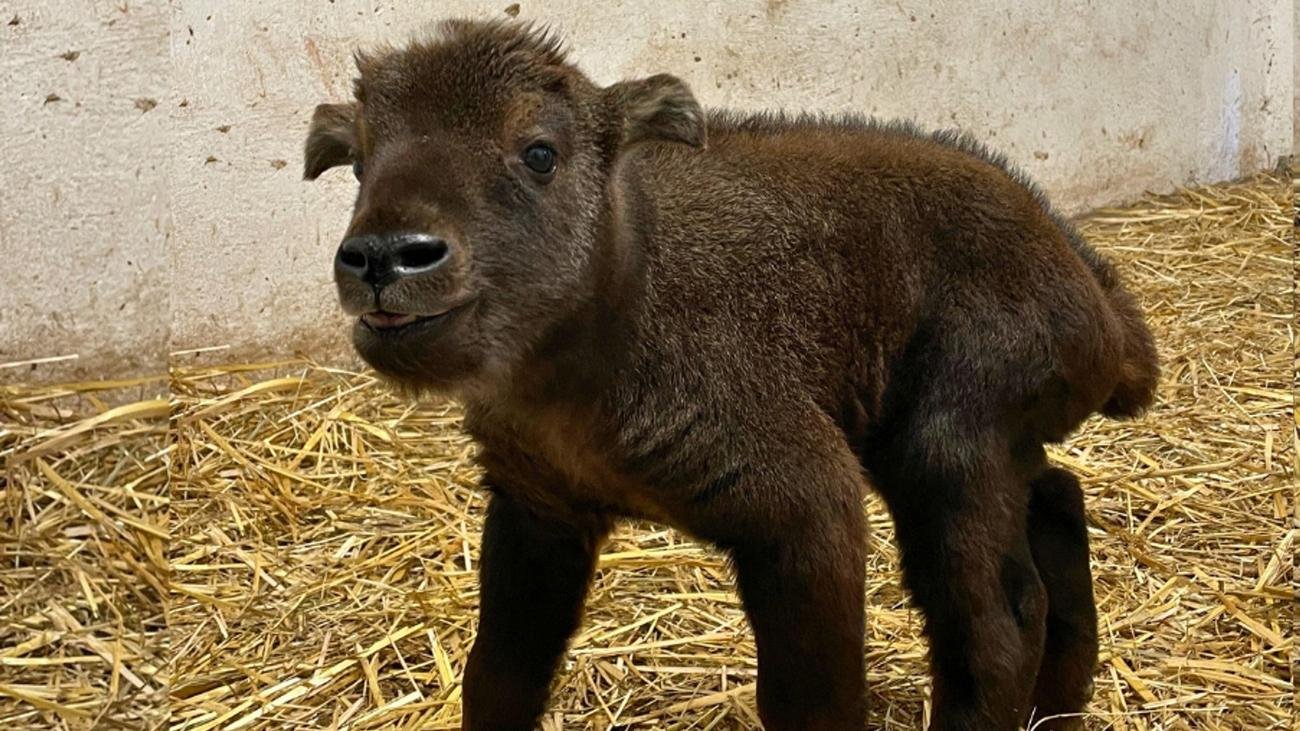 Tiere: Zoo Magdeburg freut sich über ersten Mishmi-Takin-Nachwuchs