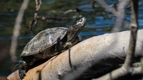 Umwelt: Forscher besorgt: Eingeschleppte Schildkrötenarten