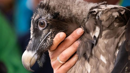 Naturschutz: Bartgeier Dagmar zu erstem Rundflug abgehoben