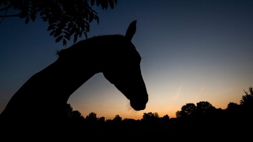 Niedersachsen und Bremen: Zahlreiche Tierschutzverstöße in Niedersachsen und Bremen