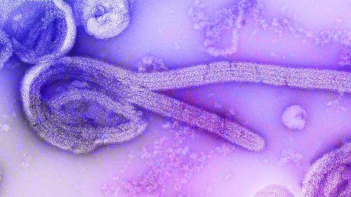 Virus-Erkrankung: Fünf Menschen sterben in Tansania am Marburg-Fieber