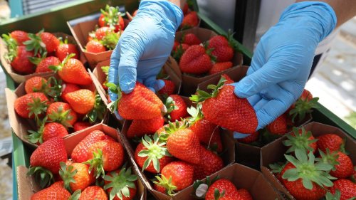 Süße Früchte: Erdbeerernte in MV gestartet