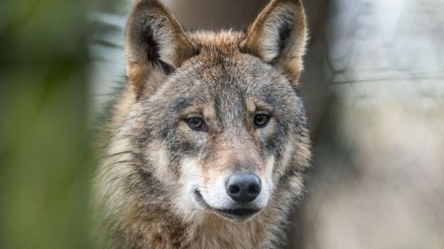 Umwelt: Wolf in Hannover-Nord aufgetaucht