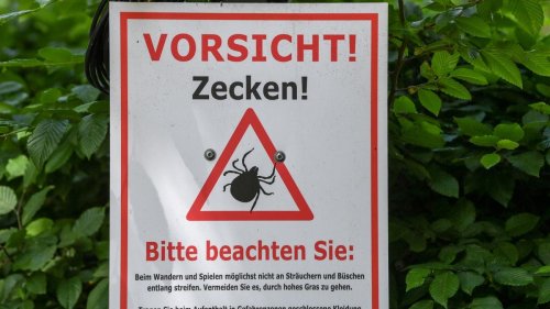 Infektionen: Zeckenstich: Zwei neue FSME-Risikogebiete ausgewiesen