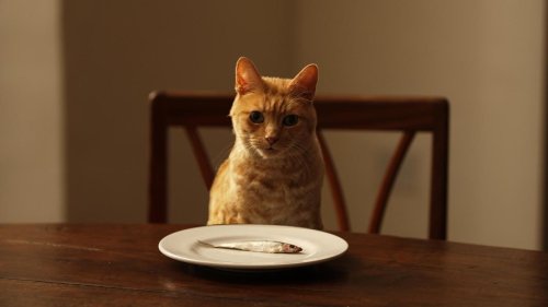 Katzen: Pfoten weg!