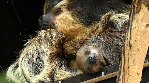 Tiere: Faultier-Baby im Heidelberg Zoo geboren
