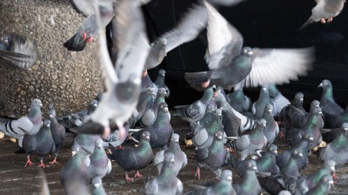 Tiertötung: Erlass stellt Limburg bei Taubentötung vor Probleme