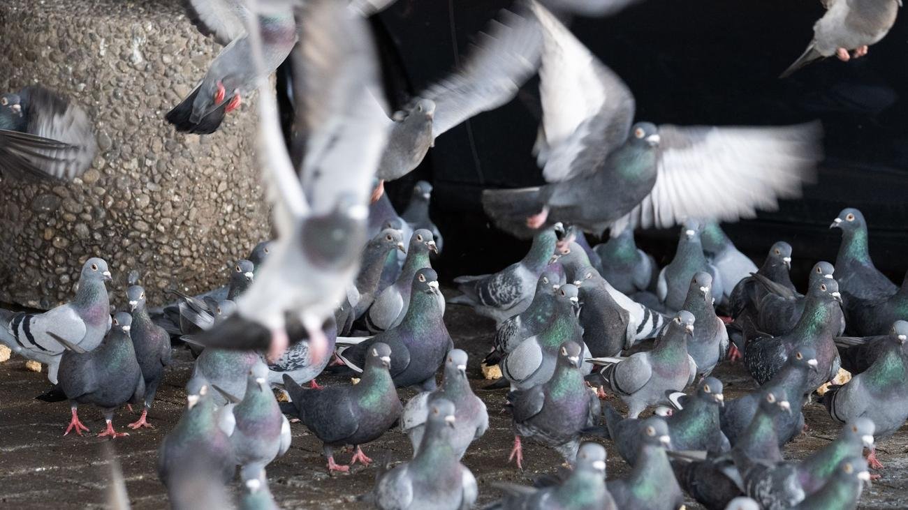 Tiertötung: Erlass stellt Limburg bei Taubentötung vor Probleme