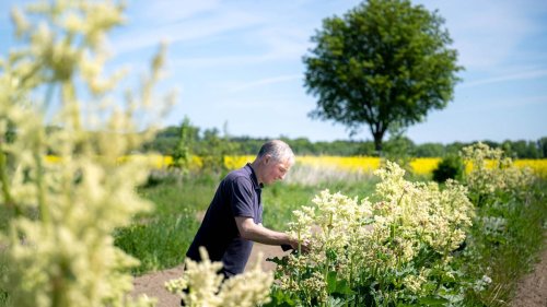 Landwirtschaft: Trockenheit macht selbst Wildkräutern zu schaffen