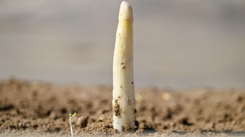 Spargelsaison: Erster Spargel gestochen - geringe Mengen