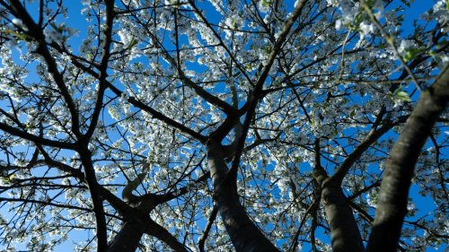 Vorhersage: Ostern in Bayern: Erst Sonne, dann Gewitter
