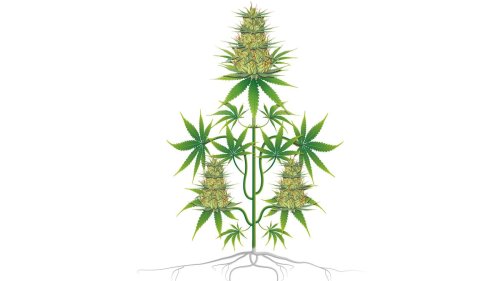 Cannabis: Im Blütenrausch