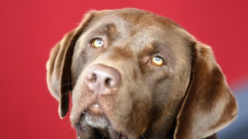 Bester Freund: Labrador ist beliebteste Hunderasse in Sachsen-Anhalt