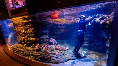 Welt der Meere in Stralsund: Aquarien im Meeresmuseum füllen sich langsam mit Leben