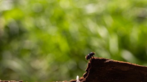 Schädlinge: Atempause oder Trend? Wie das Wetter den Borkenkäfer bremst