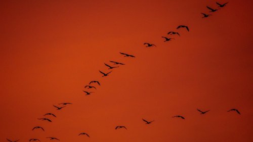 Vogelschutz: Mehr Kranichbrutpaare in Sachsen-Anhalt