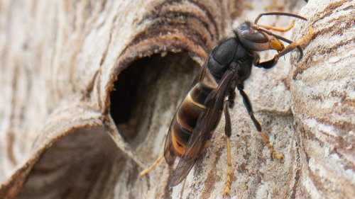 Insekten: Strategie im Kampf gegen Asiatische Hornisse geändert