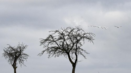 Wetter: Grauer Dezemberstart in Niedersachsen und Bremen