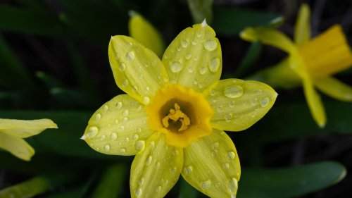 Wechselhaftes Wetter: Milde Temperaturen und Regen in neuer Woche