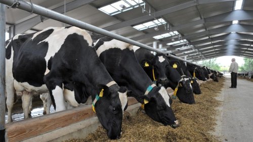 Landwirtschaft: Zahl der Milchviehbetriebe in Thüringen sinkt